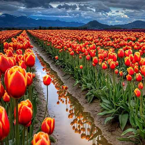 Tour Packages Srinagar