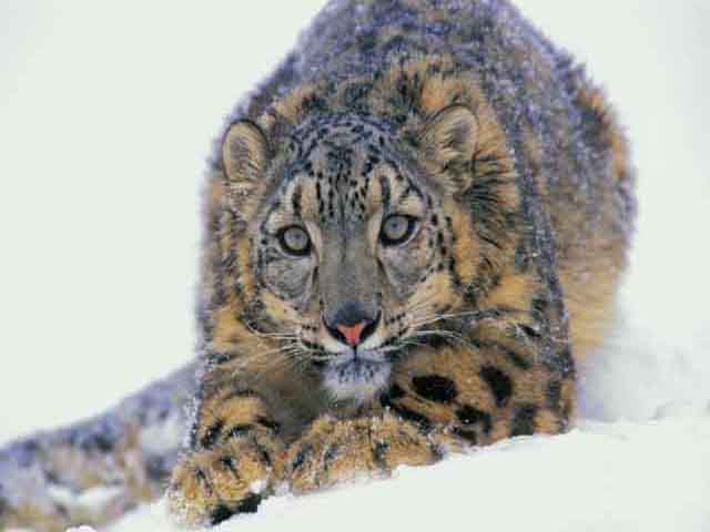 tour operator in pahalgham